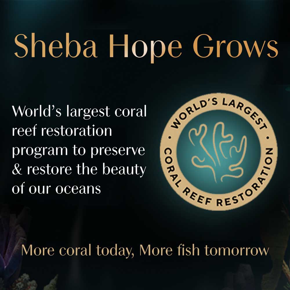 Sheba Tuna Pumpkin & Carrot In Gravy Rich Premium Adult Fine Cat Wet Food Cats-Wet Food Sheba