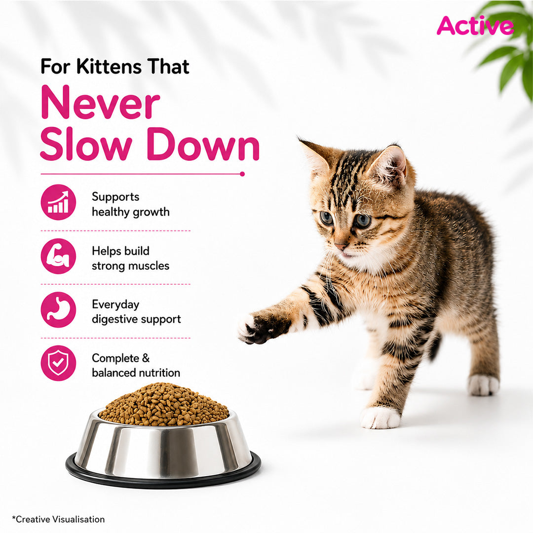 Active Ocean Fish Kitten Cat Dry Food (Buy 1 Get 1) Cats- Dry food Active