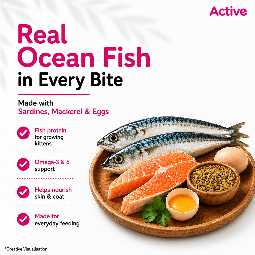 Active Ocean Fish Kitten Cat Dry Food (Buy 1 Get 1) Cats- Dry food Active