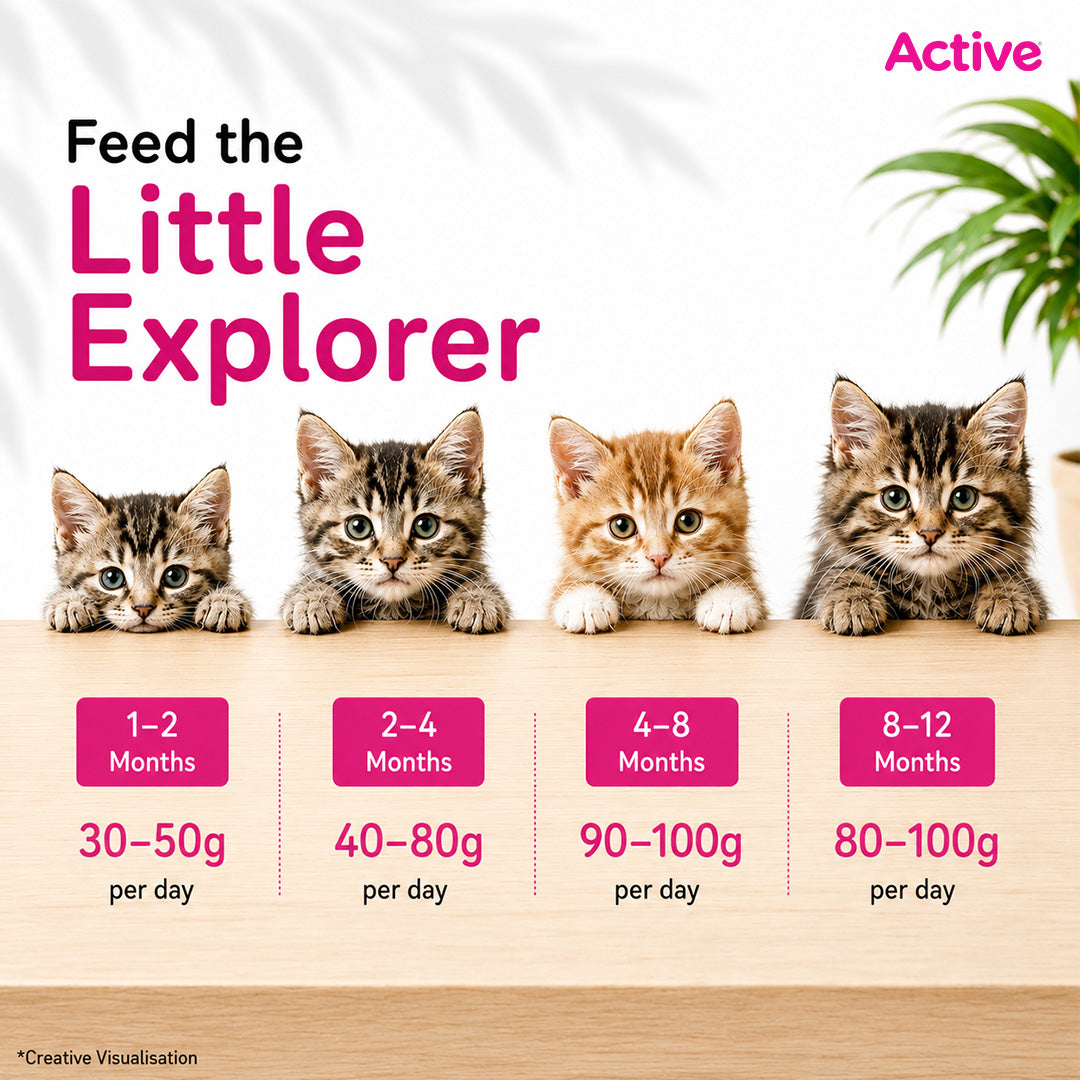 Active Ocean Fish Kitten Cat Dry Food (Buy 1 Get 1) Cats- Dry food Active