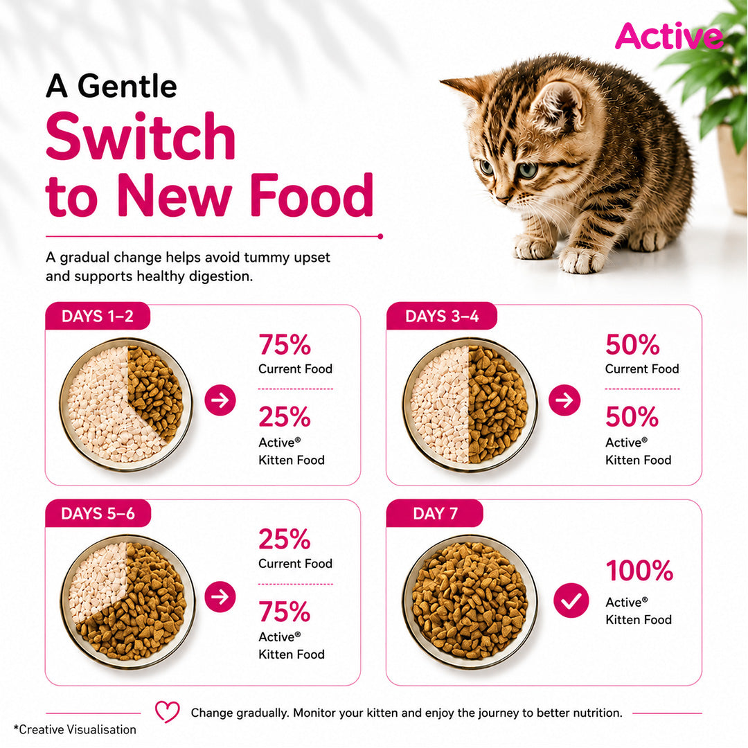 Active Ocean Fish Kitten Cat Dry Food (Buy 1 Get 1) Cats- Dry food Active