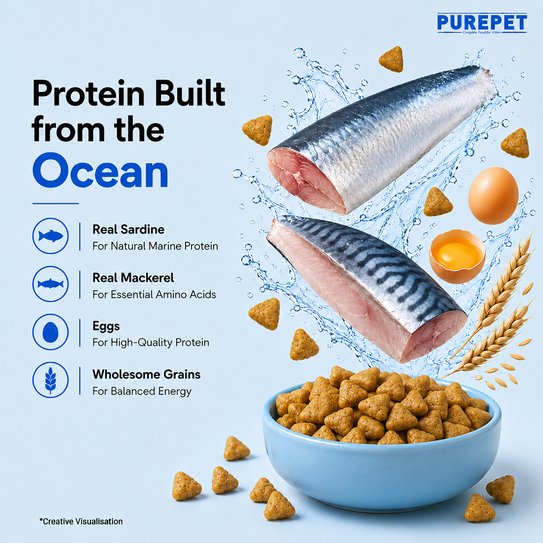 Purepet Ocean Fish Kitten Dry Food Cats- Dry food Purepet
