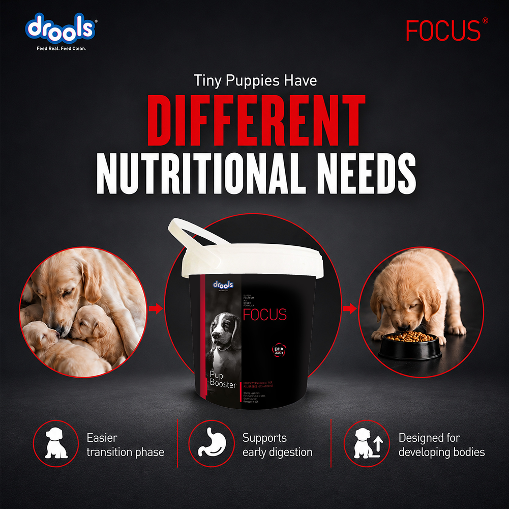 Drools Focus Pup Booster Puppy Weaning Diet for All Breeds (300g) Dogs- Dry Food Drools Focus