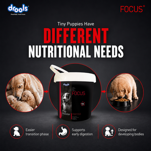 Drools Focus Pup Booster Puppy Weaning Diet for All Breeds (300g)