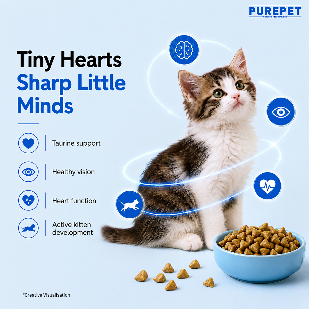 Purepet Ocean Fish Kitten Dry Food Cats- Dry food Purepet