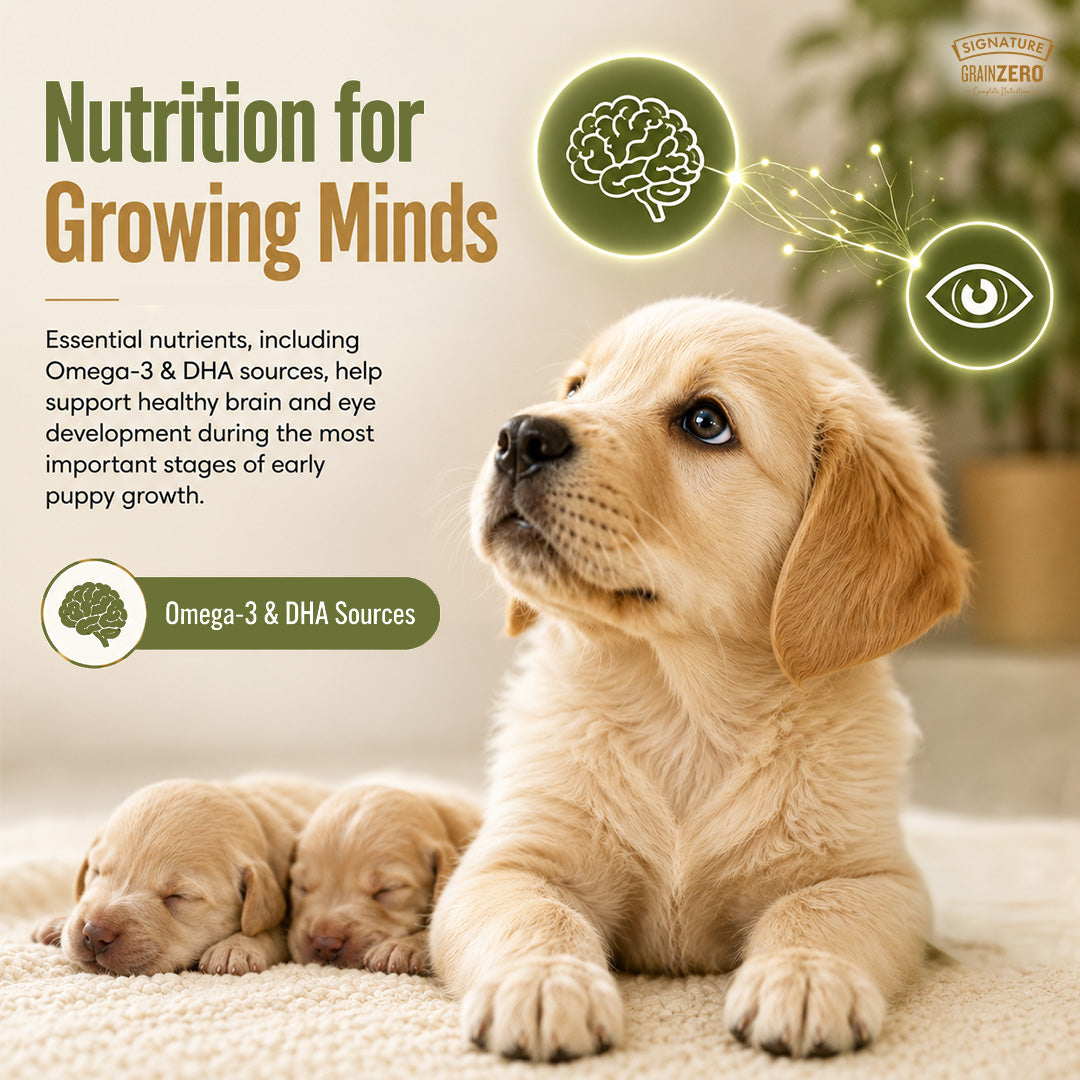 Signature Grain Zero Real Chicken, Egg and Vegetables Mother and Puppy Starter Dog Dry Food Dogs- Dry Food Signature