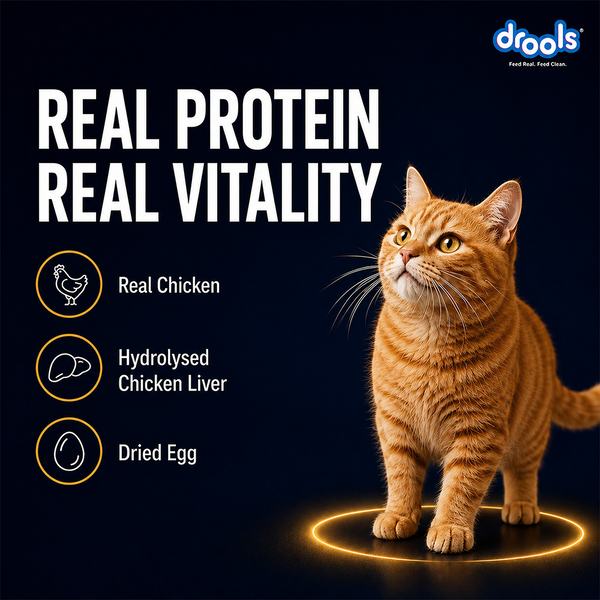 Drools Chicken Mousse Adult Cat Wet Food