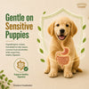 Signature Grain Zero Real Chicken, Egg and Vegetables Puppy Dog Dry Food Dogs- Dry Food Signature