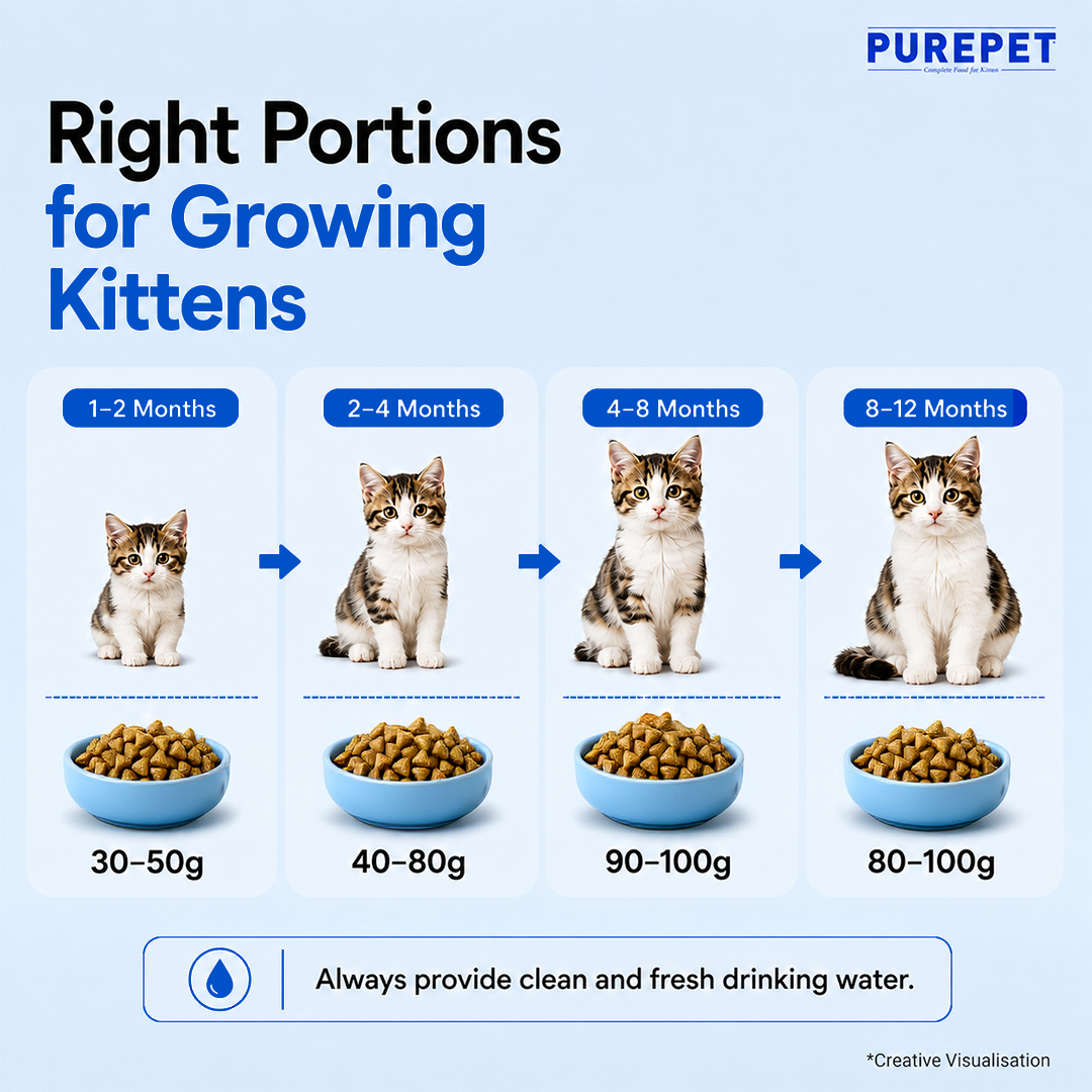 Purepet Ocean Fish Kitten Dry Food Cats- Dry food Purepet