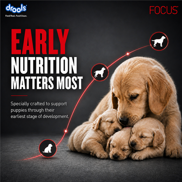 Drools Focus Pup Booster Puppy Weaning Diet for All Breeds (300g)