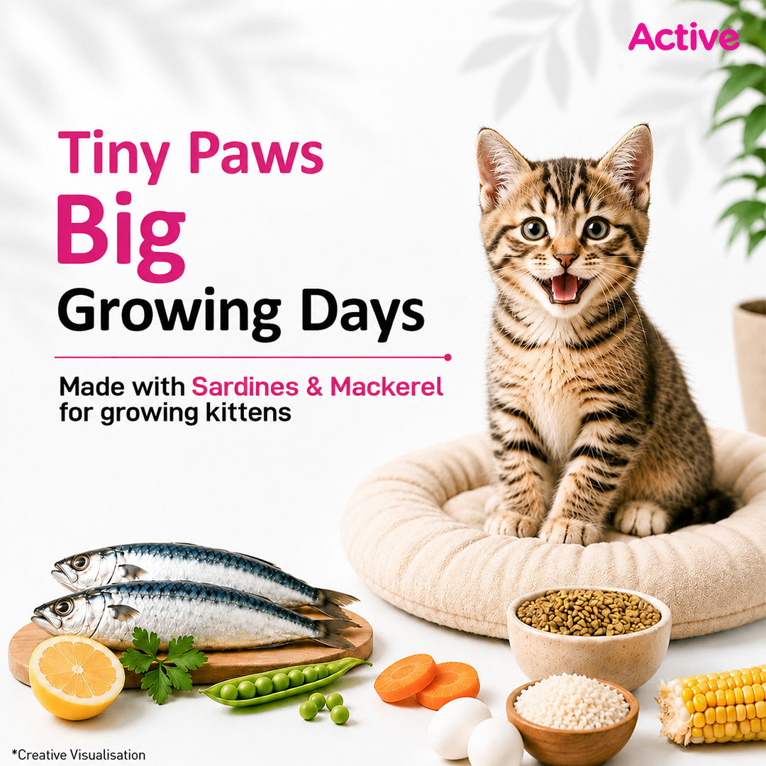 Active Ocean Fish Kitten Cat Dry Food (Buy 1 Get 1) Cats- Dry food Active