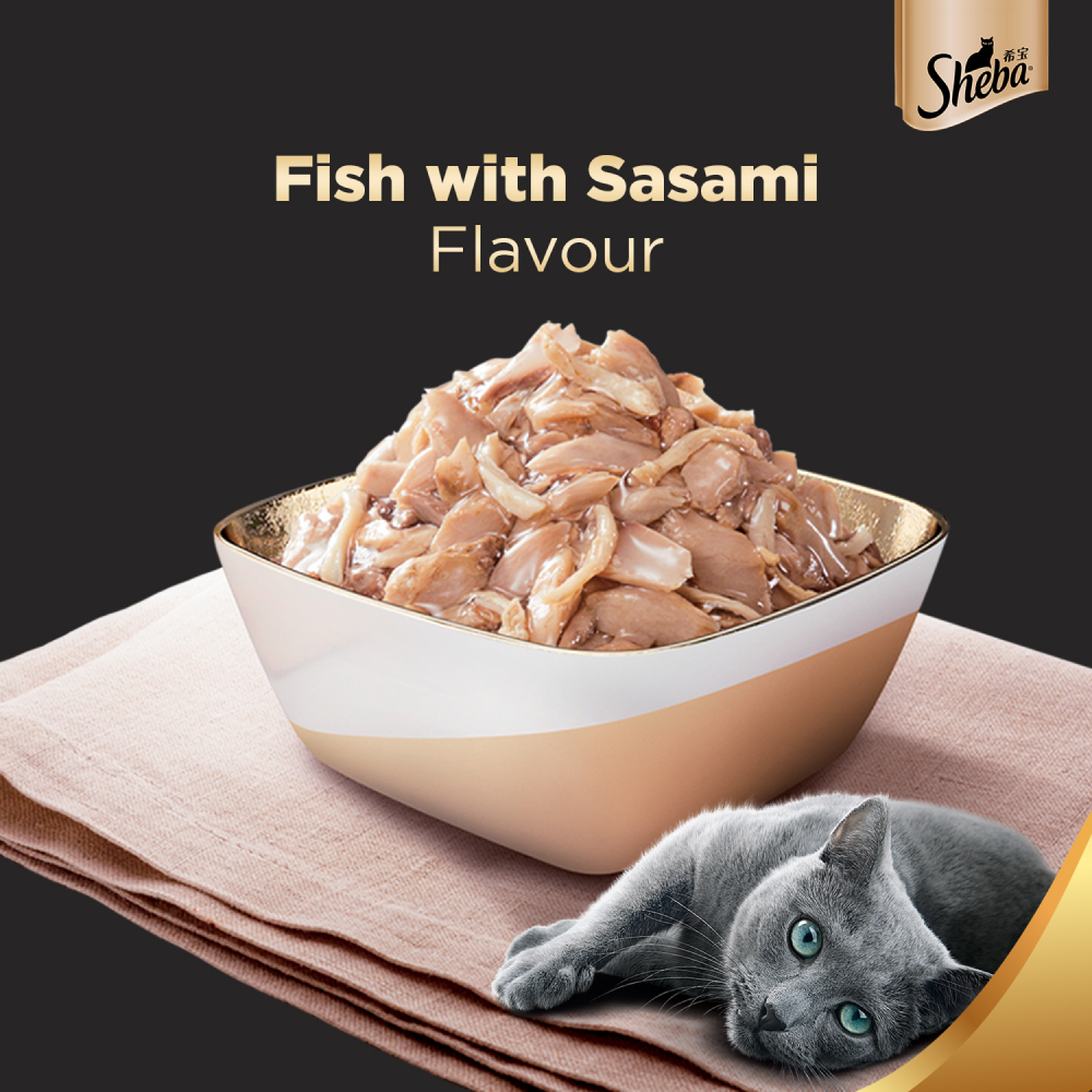 Sheba Fish with Sasami Premium Cat Wet Food and Salmon Flavour Irresistible All Life Stages Cat Dry Food Combo Exclusive Combo Sheba