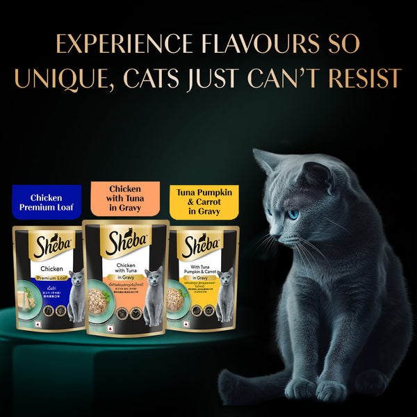 Sheba Chicken Loaf Rich Premium Kitten (2 to 12 Months) Fine Wet Food and Irresistible All Life Stage Cat Dry Food Combo