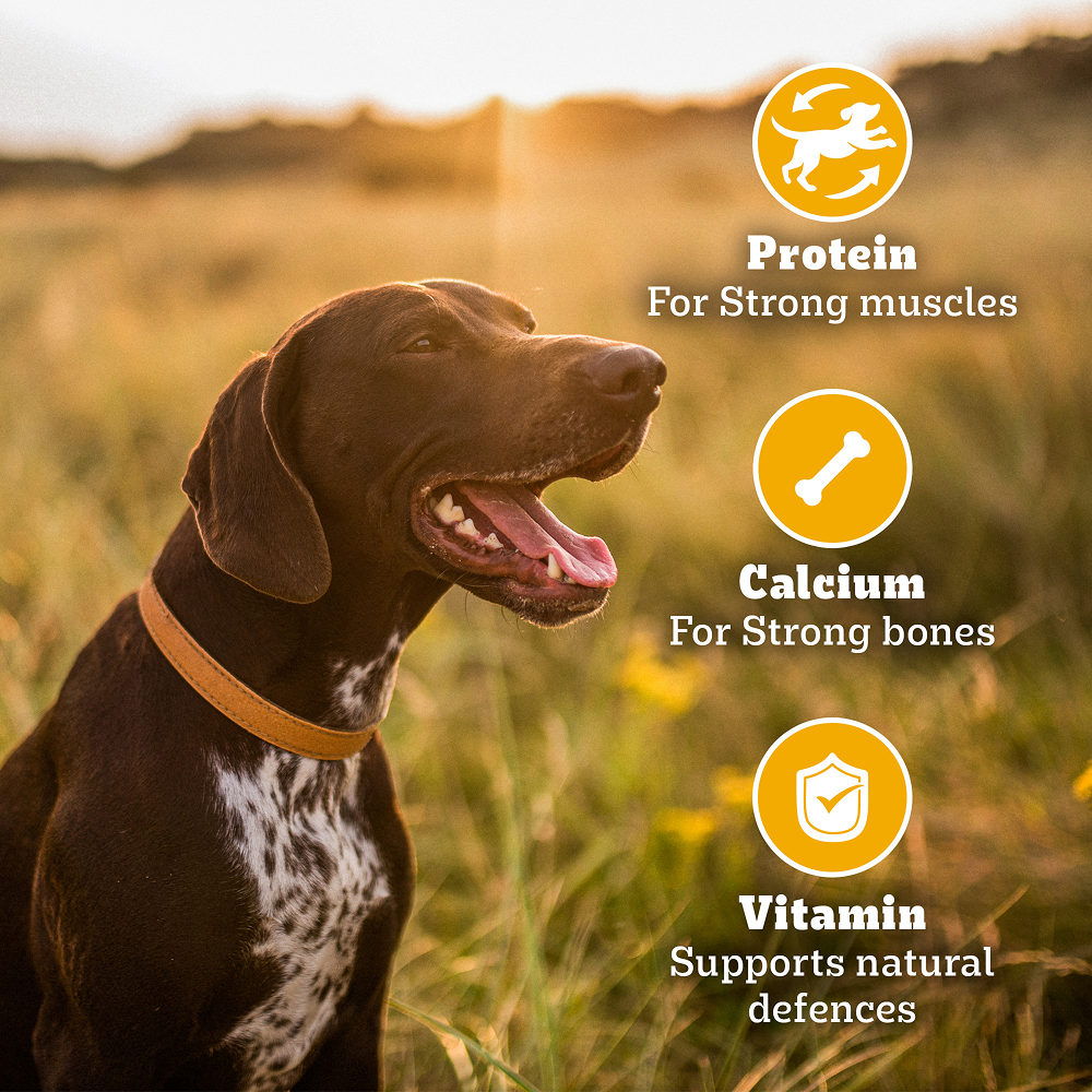 Pedigree Milk and Chicken Flavour Biscrok Biscuits Dog Treats (500g) Dog Treats + Others Pedigree