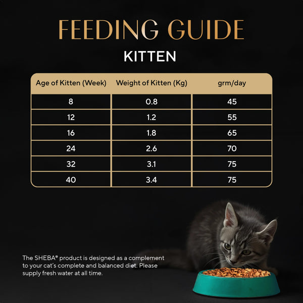 Sheba Chicken Loaf Rich Premium Kitten (2 to 12 Months) Fine Wet Food and Irresistible All Life Stage Cat Dry Food Combo