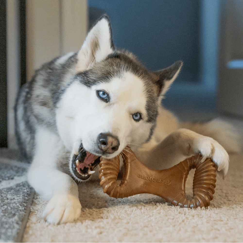 Gnawlers Defense Dent Dental Care Chew Bones & Benebone Bacon Flavored Dental Chew Toy Combo for Dogs Exclusive Combo Exclusive Combo