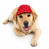 Pawgypets Star Denim Cap and Bandana Set for Dogs and Cats (Red) Both-Clothing & Accessories Pawgypets Dropship