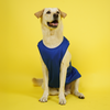 Supertails Bengaluru FC Jersey for Dogs and Cats