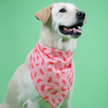 Skatrs Bandana for Dogs Fashionable and Fun (Pink) Both-Clothing & Accessories Skatrs 65x32cm