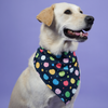 Skatrs Bandana for Dogs Stylish and Comfortable (Black) Both-Clothing & Accessories Skatrs 65x32cm