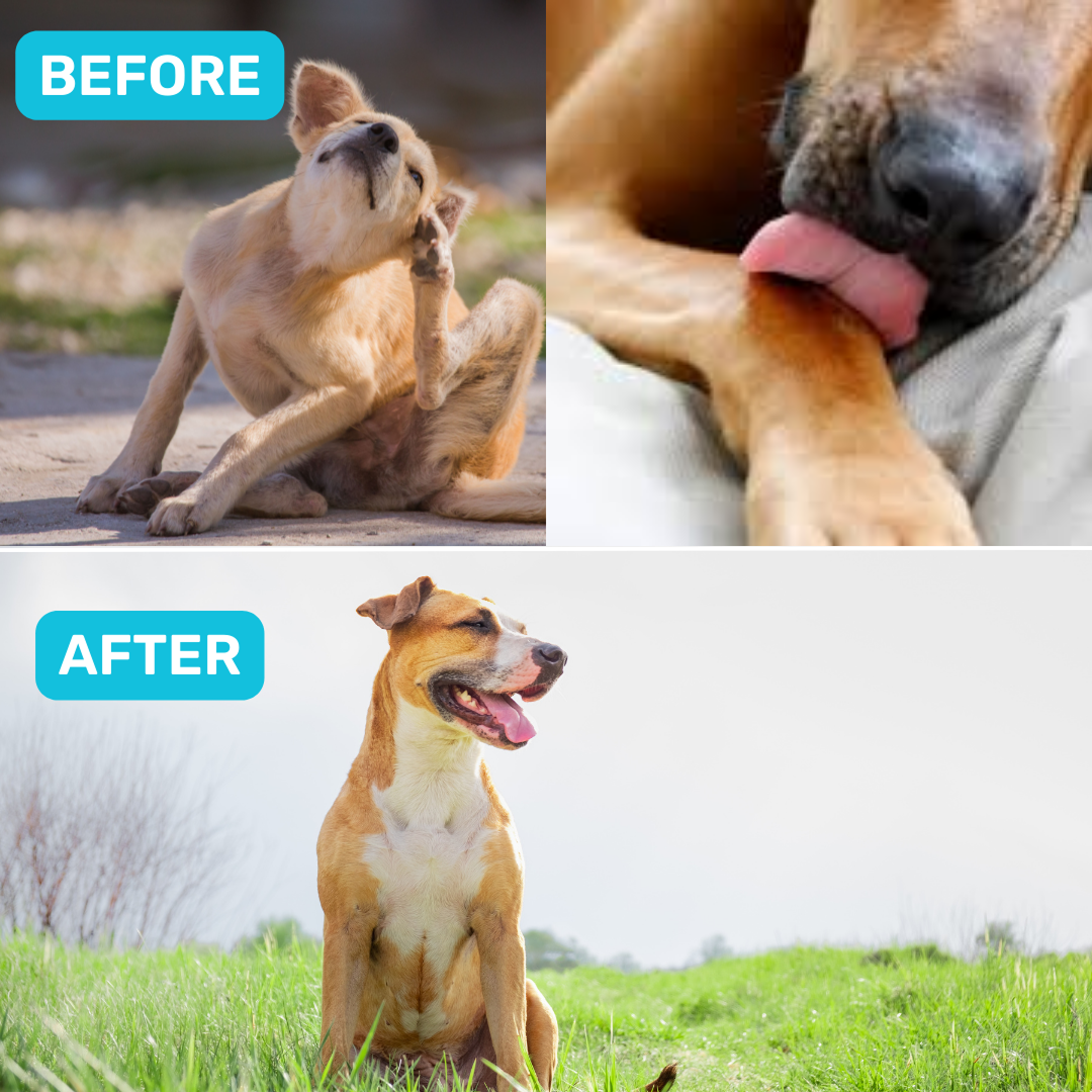 Absolut Pet Probiotics Gut & Hip, Joint Care & Skin & Coat with Collagen Health Dog Supplements Combo Dogs-Health & Wellness Absolut Pet