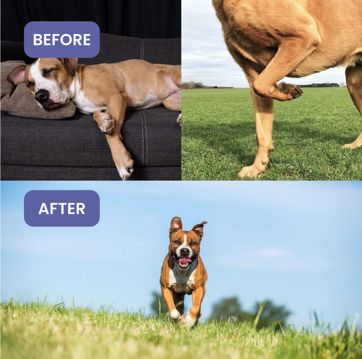 Absolut Pet Probiotics Gut & Hip, Joint Care & Skin & Coat with Collagen Health Dog Supplements Combo Dogs-Health & Wellness Absolut Pet