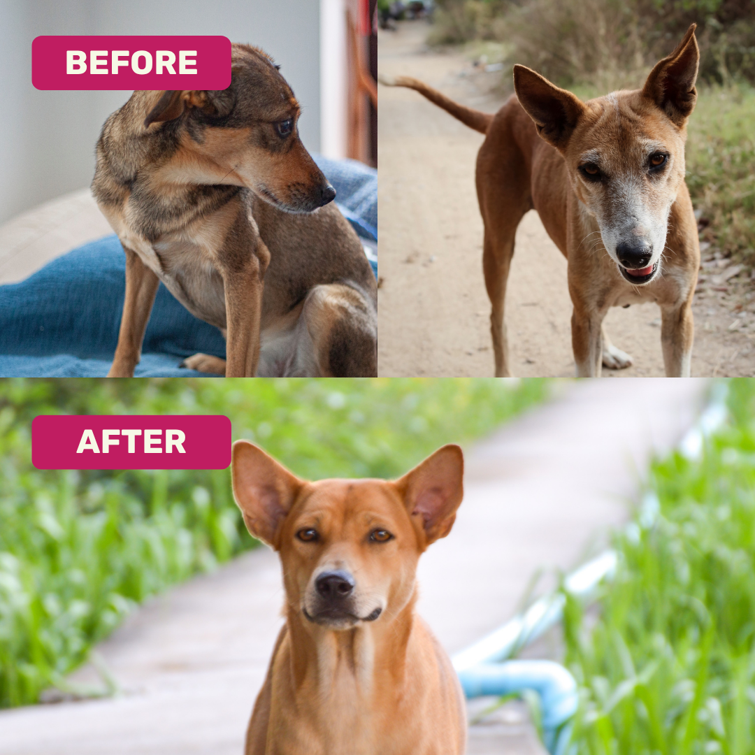 Absolut Pet Bone & Muscle Multivitamin Chews Dogs Treat Dog Treats + Others Absolut Pet