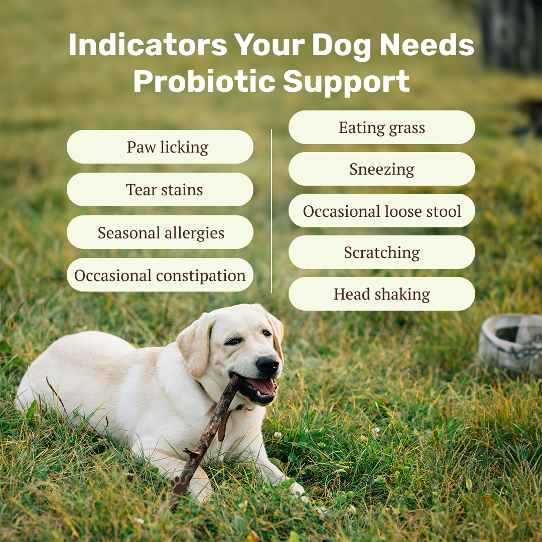 Absolut Pet Probiotics Gut & Hip, Joint Care & Skin & Coat with Collagen Health Dog Supplements Combo Dogs-Health & Wellness Absolut Pet