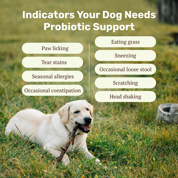 Absolut Pet Probiotics Gut Health Dog Supplement