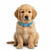Basil Printed Collar for Cats & Puppies (Blue) Both-Collar, Leashes, harnesses Basil