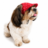 Pawgypets Star Denim Cap and Bandana Set for Dogs and Cats (Red) Both-Clothing & Accessories Pawgypets Dropship