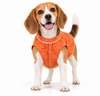 Pawgy Pets Bandhani Kurta for Dogs (Orange) Dogs-Clothing & Accessories Pawgypets Dropship