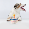 Barkbutler x Fofos Birthday Cake Plush Toy for Dogs Dogs-Toys Barkbutler