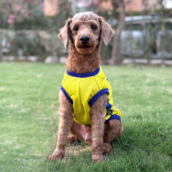 Pets Way Chennai Supaw Kings Team Jersey Vest for Dogs | Indian Pet League