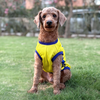 Pets Way Chennai Supaw Kings Team Jersey Vest for Dogs | Indian Pet League Dogs-Clothing & Accessories Pets Way Dropship