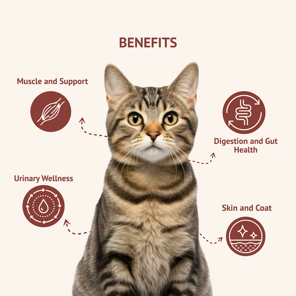 Goofy Tails Mackerel & Chicken  and Himalayan Trout & Anchovies Cat Meals Combo 40g x 4