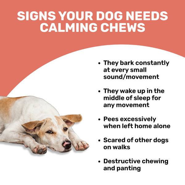 Absolut Pet Calming Chews Supplements Relieves Stress & Anxiety for Dogs