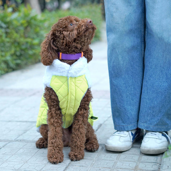 Pets Way Cozyquilt Winter Jacket for Dogs (Yellow)