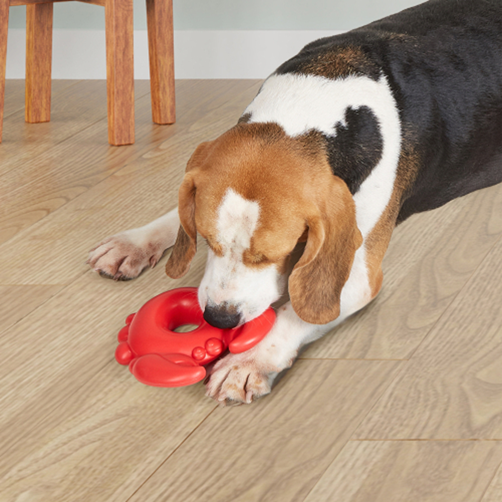 Barkbutler x Fofos Ocean Crab Squeaky Chew Toy for Dogs Dogs-Toys Barkbutler