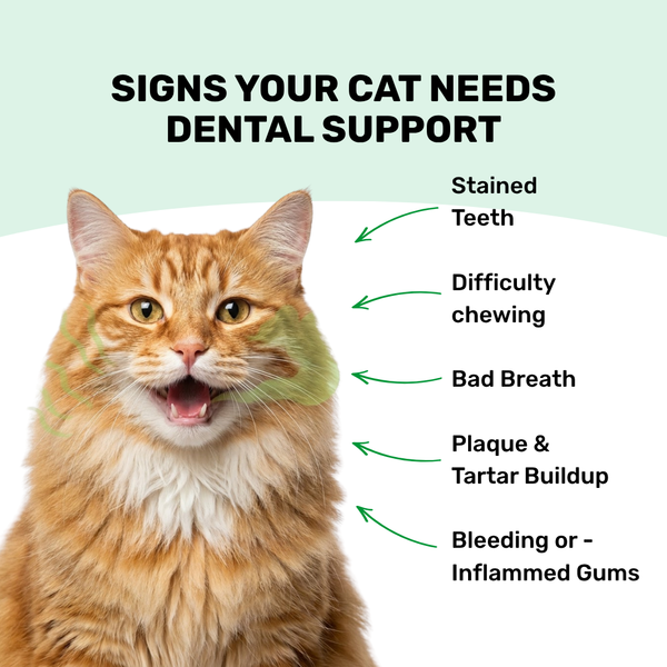 Absolut Pet Dental Chews Supplements for Cats