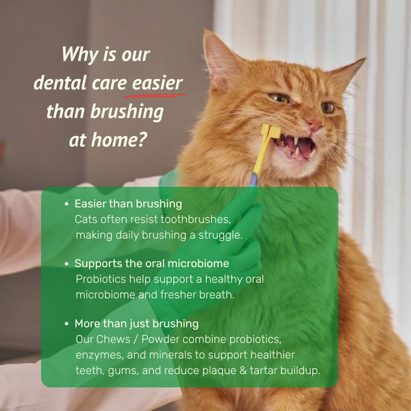 Absolut Pet Dental Chews Supplements for Cats