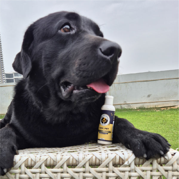 FurBall Story Cool Pet Sunscreen and Moisturizer for Dogs and Cats