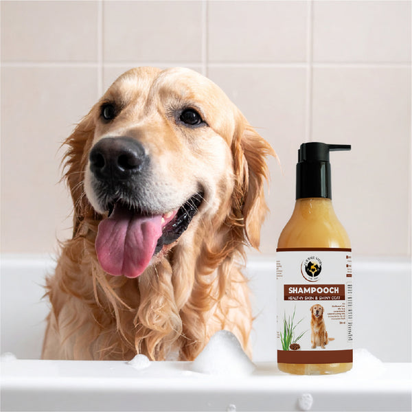 FurBall Story Shampooch Healthy Skin & Shiny Coat Shampoo for Dogs