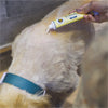 FurBall Story Eczo Pet Cream for Dogs and Cats Both-Health & Wellness Furball Story