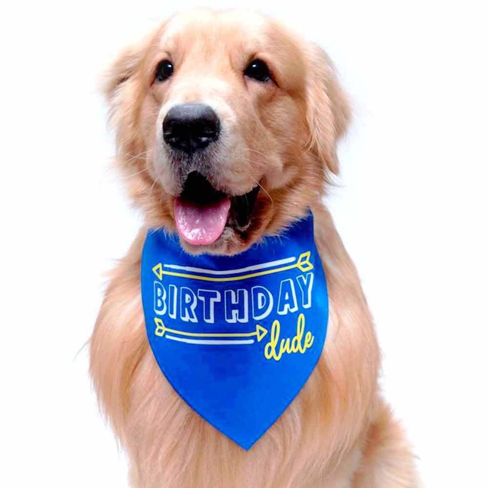 Dogobow Birthday Dude Scarf for Dogs (Royal Blue) (Get a Bow Free) Dogs-Clothing & Accessories Dogobow Dropship S