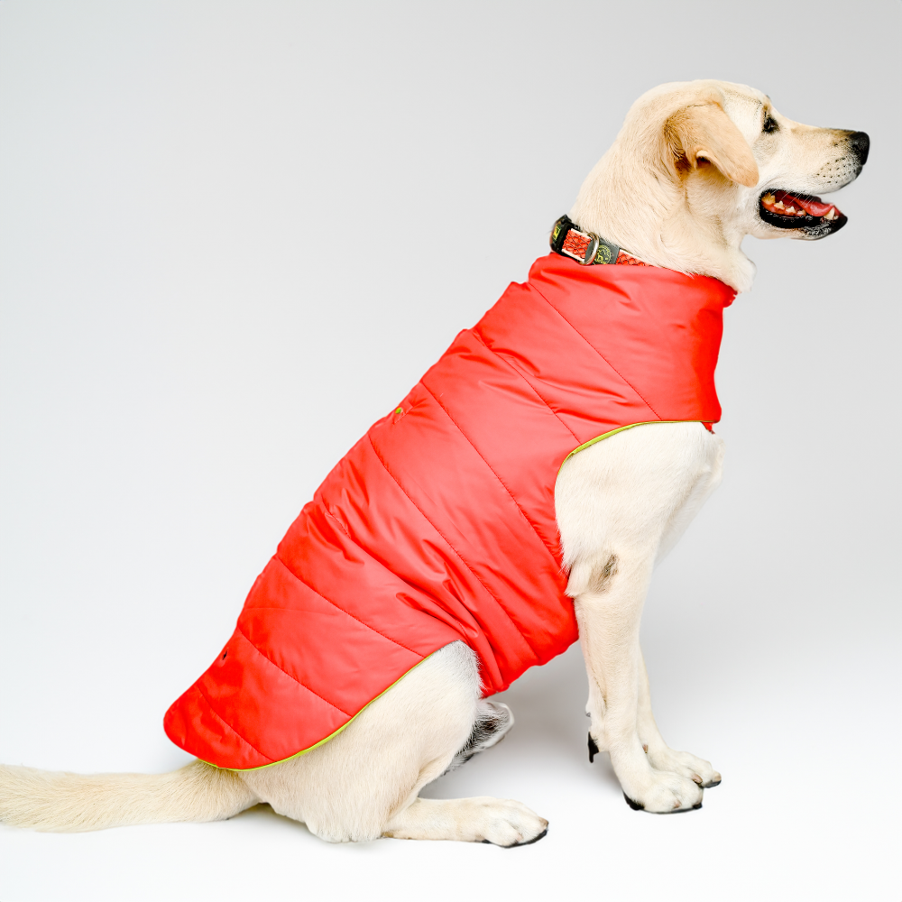 Red Cat Jacket Skatrs Coral Red Puffer Reversible Jacket for Dogs and Cats | With ...