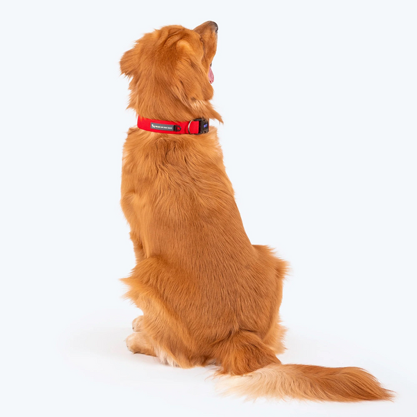 HUFT Basics Adjustable Nylon D Ring Collar for Dogs (Crimson Red)