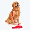HUFT Basics Nylon Leash for Dogs (Crimson Red) Dogs-Collar, Leashes, harnesses Heads Up for Tails
