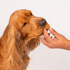 HUFT Gluten Free Goat Milk & Blueberry Cookie Dog Treats Dog Treats + Others Heads Up for Tails