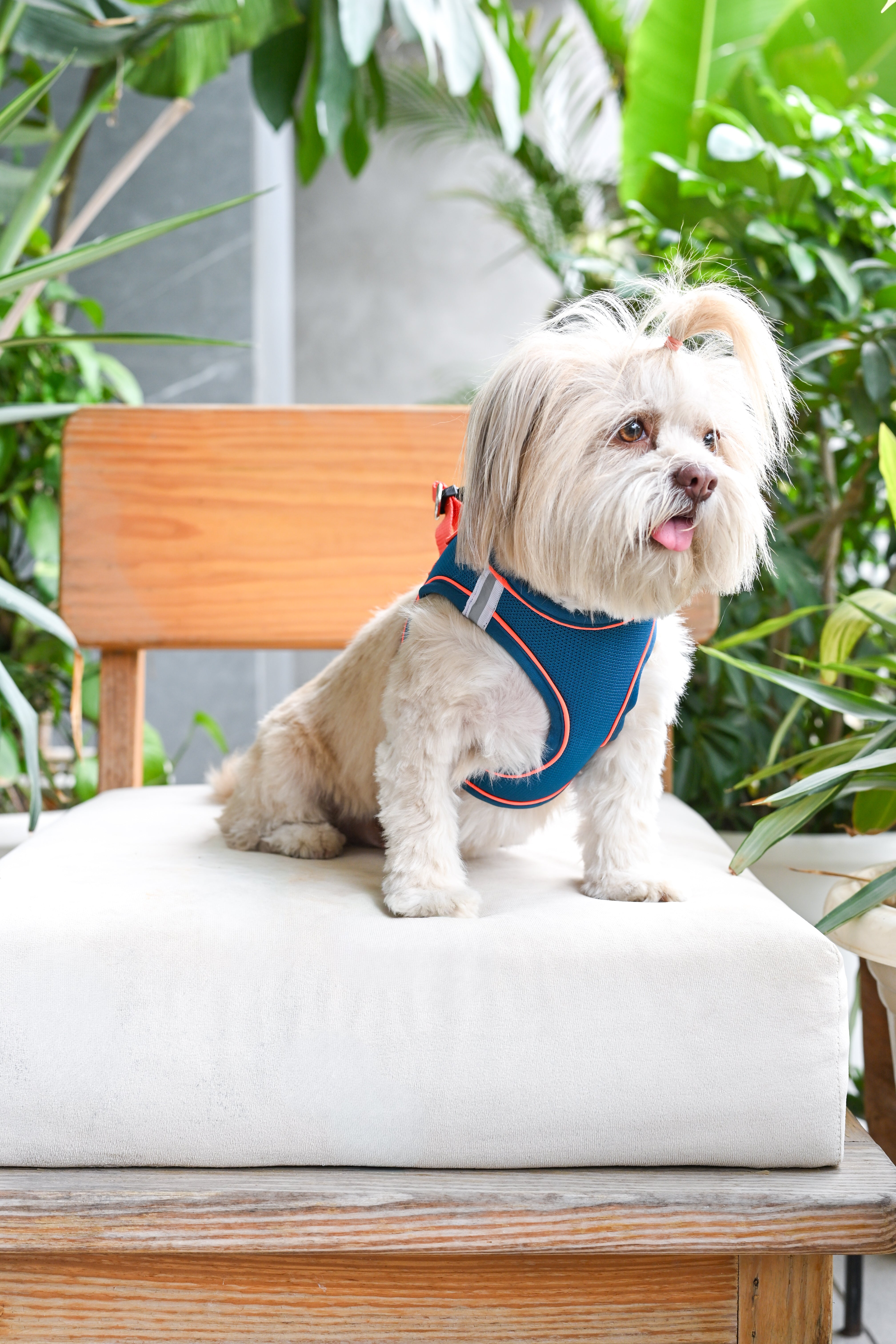 Pets Way Air Mesh Harness for Puppies & Small Dogs (Blue) Dogs-Collar, Leashes, harnesses Pets Way